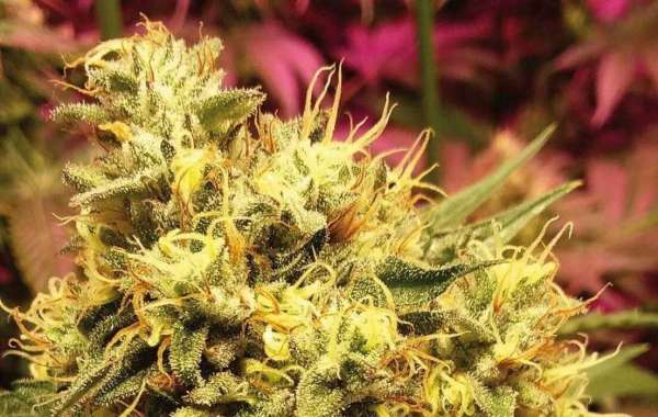 Cómo cultivar marihuana en interior: Una guía completa