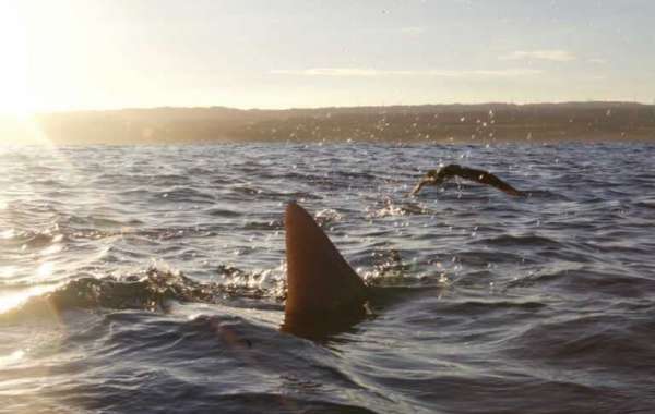 See Sharks in Hawaii Without Cage Diving