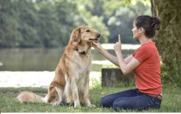 Dog Training service at Home in Mumbai
