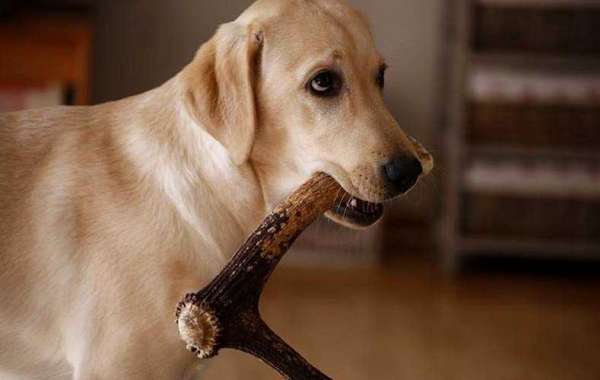 ANTLERS' HEALTH BENEFITS FOR DOGS